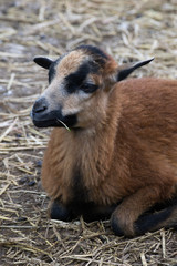 Obraz premium Junges Kamerunschaf