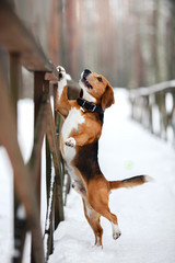 Dog breed Beagle walking in winter, portrait