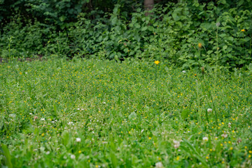summer green meadow background