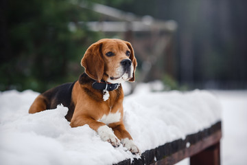 Dog breed Beagle walking in winter, portrait