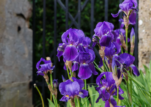 Irises against the backdrop of the garden fence
