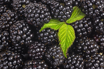 Blackberry and leaf