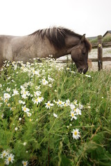Islandpony auf der Weide