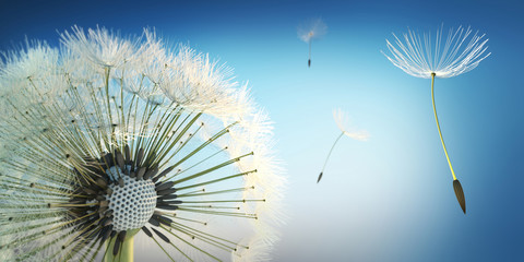 Obraz premium Dandelion przed niebieskim niebem
