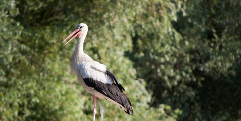 Stork on river closeup