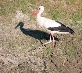 Stork walking on coast in mud and water