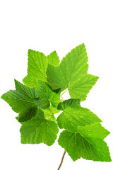 Johannisbeere Blatt Isoliert 