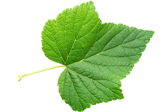 Johannisbeere Blatt Isoliert 