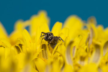 the jumper spider