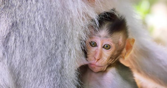 Cute small infant baby macaque monkey suckles mother milk. Closeup funny face