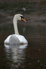 Mute Swan, cygnus olor