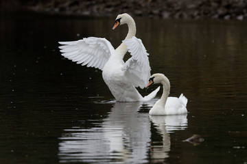 Fototapeta premium Mute Swan, cygnus olor