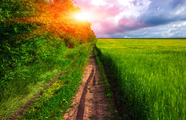 road along the field with wheat , beautiful clouds at sunset