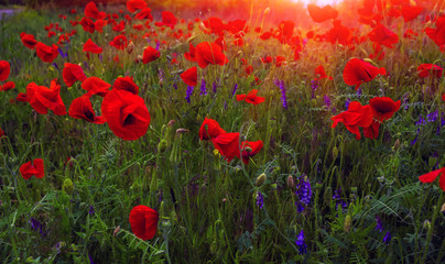 wild flowers poppies in the field at sunset