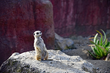 ミーアキャット / meerkat