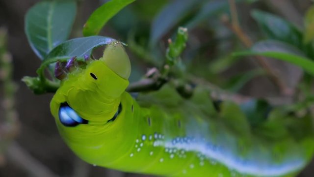 Large vivid green exotic caterpillar eats tropical plant leaf close up view