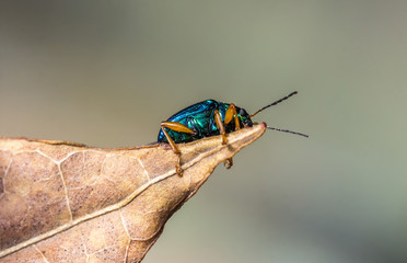 Pequeno besouro verde.