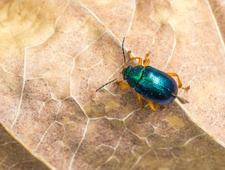 Pequeno besouro verde.