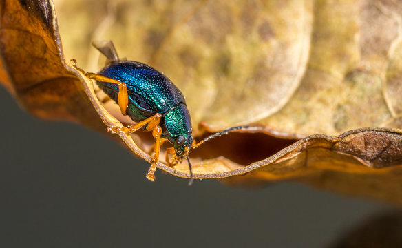 Pequeno besouro verde.