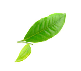 Obraz premium Green tea leaf on white background