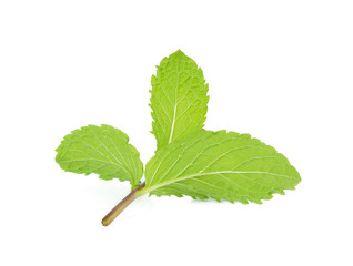 Fresh mint isolated on the white background