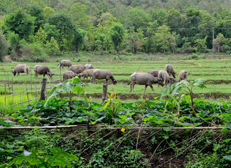 Asian Buffaloes in a field of grass