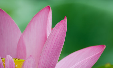 Pink lotus in summer