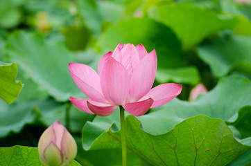 Obraz premium Pink lotus in summer