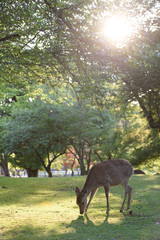 Fototapeta premium 奈良公園の鹿 