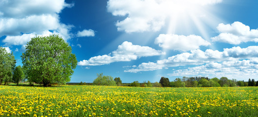 Fototapeta premium Field with yellow dandelions and blue sky