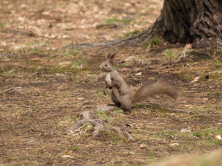 立ち上がったエゾリス