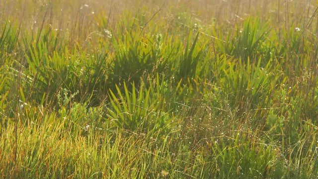 Insects Swarm Over Field in Morning Glow, 4K