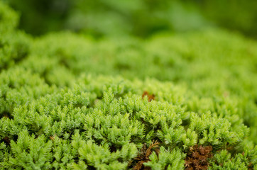 green plant closeup