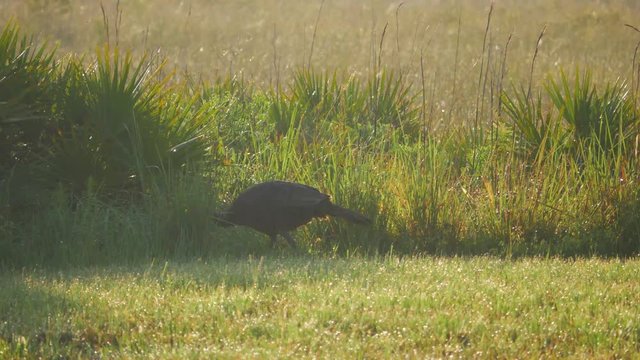 Wild Florida Turkey Walks Along Field, 4K