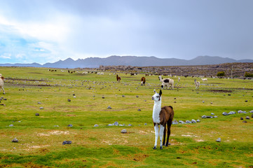 Flock of Llamas grazing at Coqueza Village in Uyuni, Bolivia