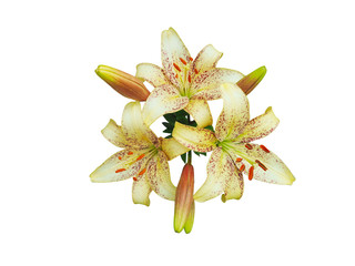yellow beautiful lily bouquet on a white background
