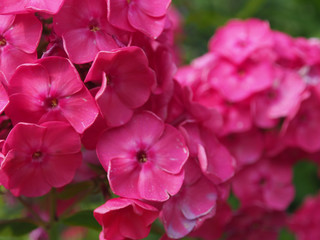 Fototapeta na wymiar Flowering red garden phloxes. Close up