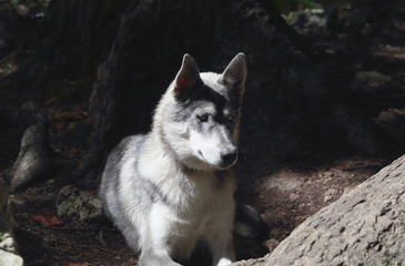 A friend - a dog Husky
