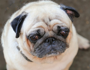 Sad pug. And even he does not want to eat already.