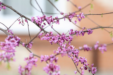 Grid of the branches of almond during flowering
