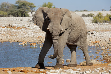 Large African bull elephant (Loxodonta africana) at a waterhole, Etosha National Park, Namibia.