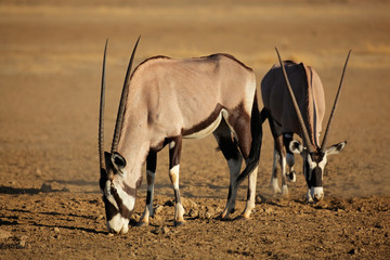 Gemsbok antelopes (Oryx gazella) in natural habitat, Kalahari desert, South Africa.