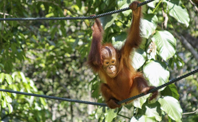 Naklejka premium orangutang baby
