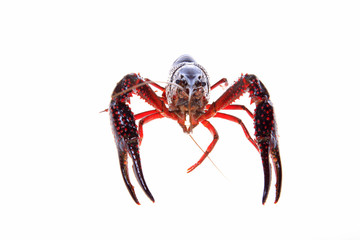 Crawfish, white background, close-up