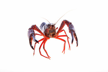 Crawfish