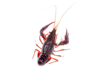 Crawfish