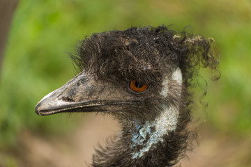 ostrich