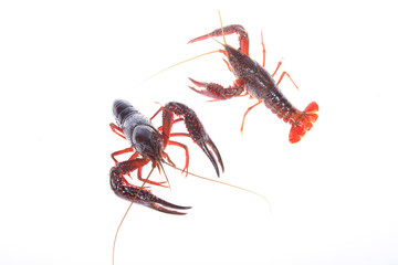 Crawfish