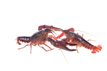 Crawfish