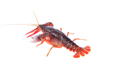Crawfish